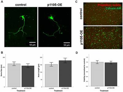 PI3Kinase-p110δ Overexpression Impairs Dendritic Morphogenesis and Increases Dendritic Spine Density